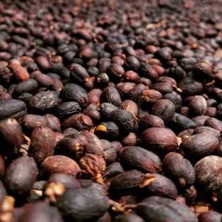 Gayo Arabica Grade 1 Natural