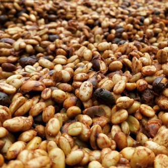 Gayo Arabica Grade 1 Honey Process