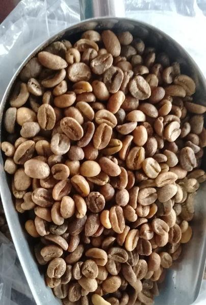 Gayo Arabica Grade 1 Wine Process