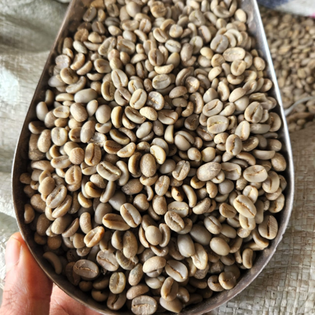 Luwak Gayo